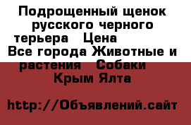 Подрощенный щенок русского черного терьера › Цена ­ 35 000 - Все города Животные и растения » Собаки   . Крым,Ялта